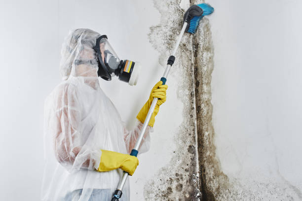 Mold Testing and Removal in Santa Nella, CA