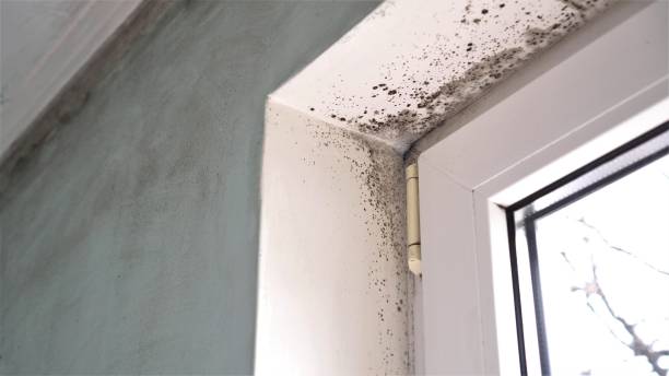 Best Toxic Mold Removal  in Santa Nella, CA