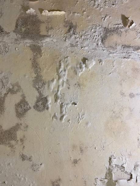 Best Residential Mold Removal  in Santa Nella, CA