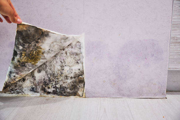 Best Office Mold Removal Services  in Santa Nella, CA